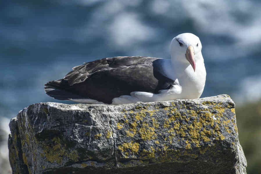 Albatros de Ceja Negra - islas Falkland o Malvinas  02